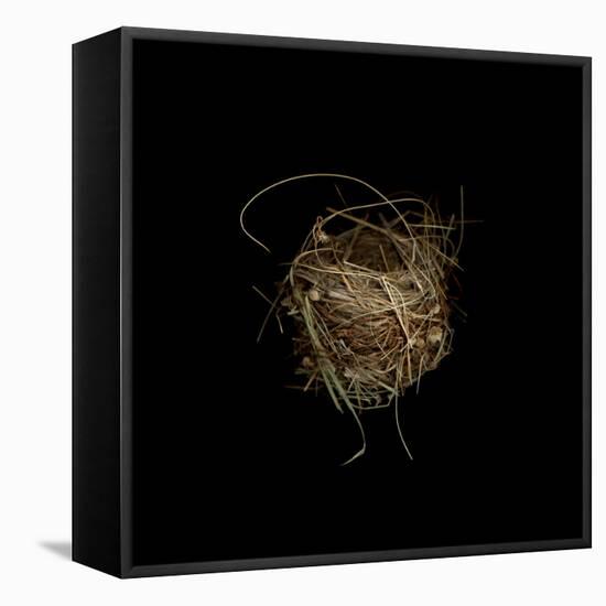 Construction 7: Birds Nest-Doris Mitsch-Framed Premier Image Canvas