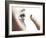 Contact Lens Use-Science Photo Library-Framed Photographic Print