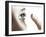 Contact Lens Use-Science Photo Library-Framed Photographic Print