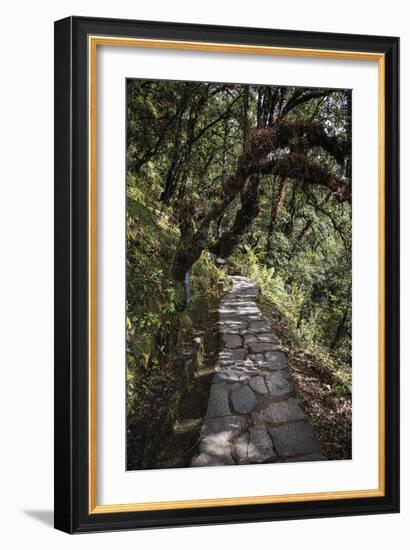 Contemplation Path-Andrew Geiger-Framed Giclee Print