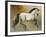 Contender-Dupre-Framed Giclee Print