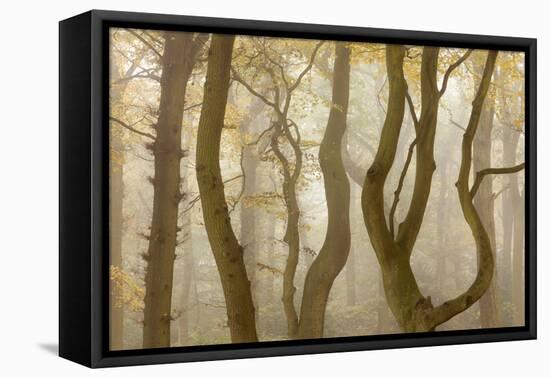 Contorted Branches and Trunks of Beech Trees (Fagus Sylvatica) in Autumn Mist, Leicestershire, UK-Ross Hoddinott-Framed Premier Image Canvas