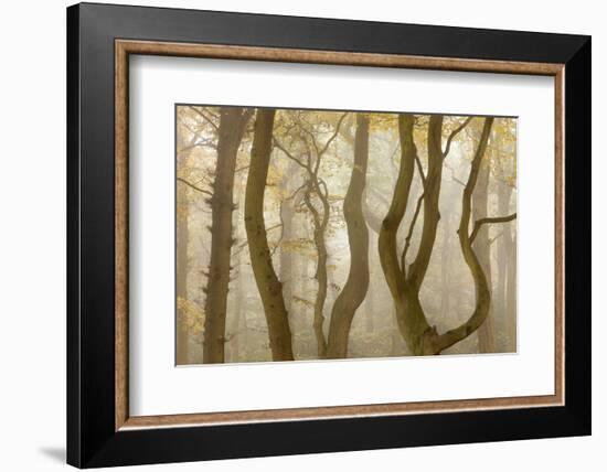 Contorted Branches and Trunks of Beech Trees (Fagus Sylvatica) in Autumn Mist, Leicestershire, UK-Ross Hoddinott-Framed Photographic Print