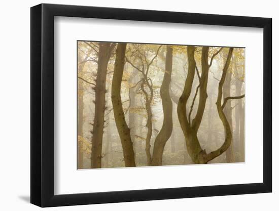 Contorted Branches and Trunks of Beech Trees (Fagus Sylvatica) in Autumn Mist, Leicestershire, UK-Ross Hoddinott-Framed Photographic Print