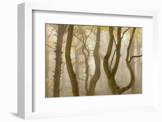 Contorted Branches and Trunks of Beech Trees (Fagus Sylvatica) in Autumn Mist, Leicestershire, UK-Ross Hoddinott-Framed Photographic Print