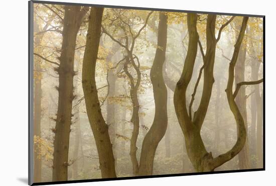 Contorted Branches and Trunks of Beech Trees (Fagus Sylvatica) in Autumn Mist, Leicestershire, UK-Ross Hoddinott-Mounted Photographic Print