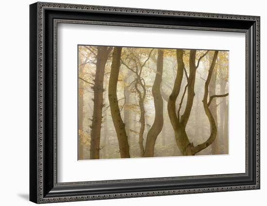 Contorted Branches and Trunks of Beech Trees (Fagus Sylvatica) in Autumn Mist, Leicestershire, UK-Ross Hoddinott-Framed Photographic Print