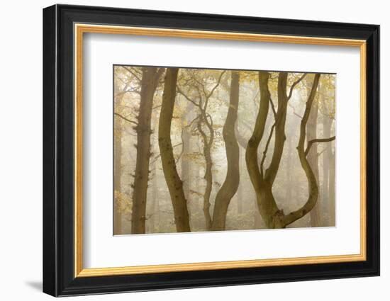 Contorted Branches and Trunks of Beech Trees (Fagus Sylvatica) in Autumn Mist, Leicestershire, UK-Ross Hoddinott-Framed Photographic Print