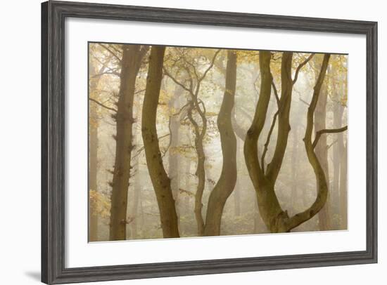 Contorted Branches and Trunks of Beech Trees (Fagus Sylvatica) in Autumn Mist, Leicestershire, UK-Ross Hoddinott-Framed Photographic Print