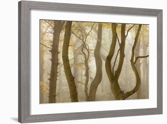 Contorted Branches and Trunks of Beech Trees (Fagus Sylvatica) in Autumn Mist, Leicestershire, UK-Ross Hoddinott-Framed Photographic Print