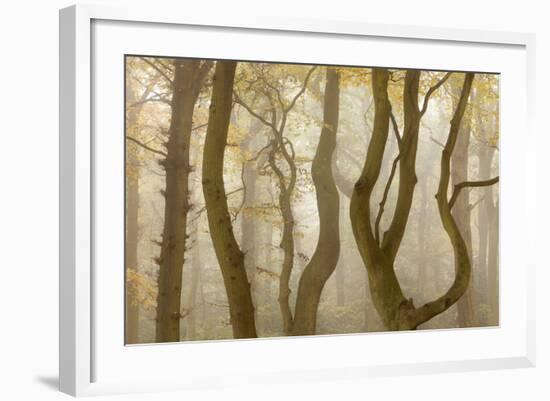 Contorted Branches and Trunks of Beech Trees (Fagus Sylvatica) in Autumn Mist, Leicestershire, UK-Ross Hoddinott-Framed Photographic Print