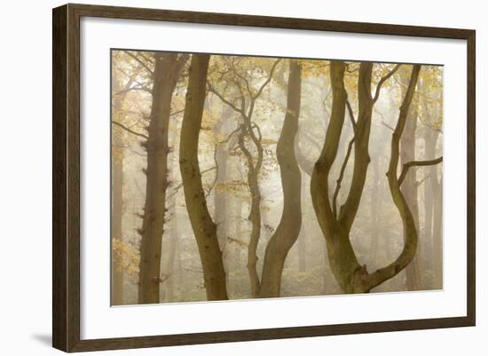 Contorted Branches and Trunks of Beech Trees (Fagus Sylvatica) in Autumn Mist, Leicestershire, UK-Ross Hoddinott-Framed Photographic Print