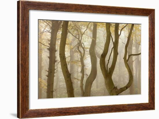 Contorted Branches and Trunks of Beech Trees (Fagus Sylvatica) in Autumn Mist, Leicestershire, UK-Ross Hoddinott-Framed Photographic Print