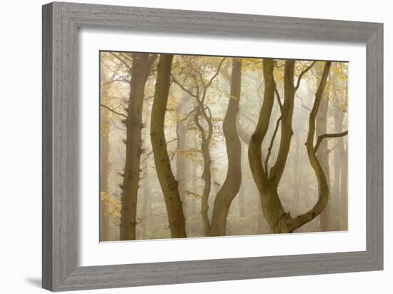 Contorted Branches and Trunks of Beech Trees (Fagus Sylvatica) in Autumn Mist, Leicestershire, UK-Ross Hoddinott-Framed Photographic Print
