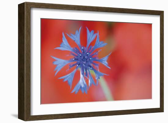 Contrasted Nature-Staffan Widstrand-Framed Giclee Print