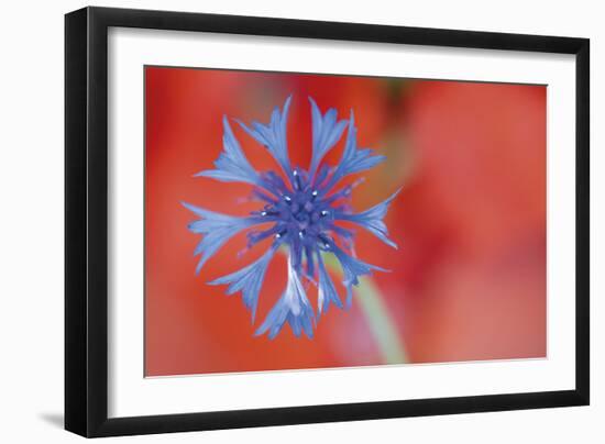 Contrasted Nature-Staffan Widstrand-Framed Giclee Print