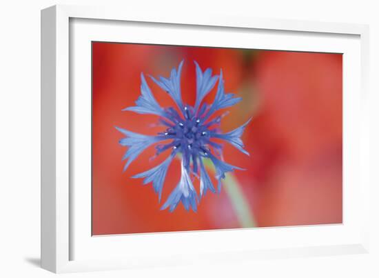 Contrasted Nature-Staffan Widstrand-Framed Giclee Print