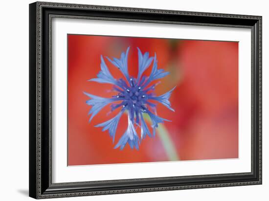 Contrasted Nature-Staffan Widstrand-Framed Giclee Print