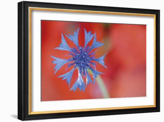 Contrasted Nature-Staffan Widstrand-Framed Giclee Print