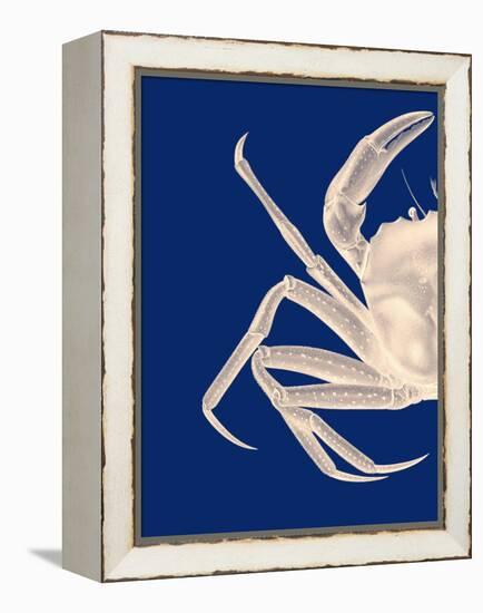 Contrasting Crab in Navy Blue a-Fab Funky-Framed Stretched Canvas