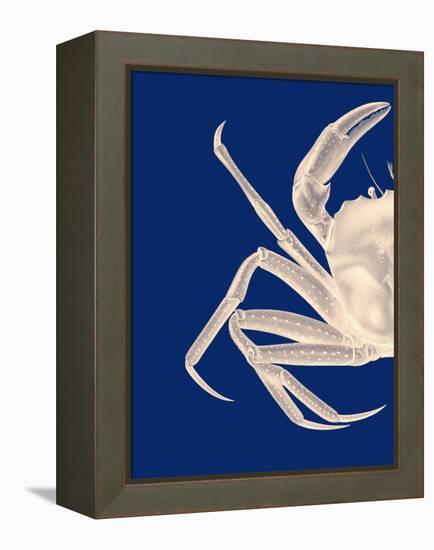 Contrasting Crab in Navy Blue a-Fab Funky-Framed Stretched Canvas