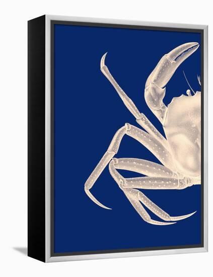 Contrasting Crab in Navy Blue a-Fab Funky-Framed Stretched Canvas