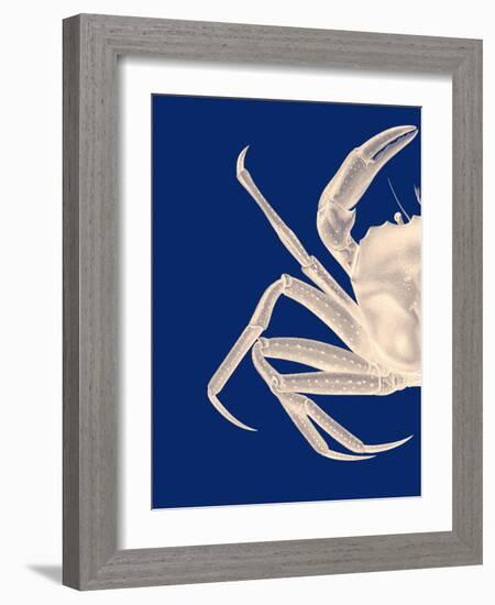 Contrasting Crab in Navy Blue a-Fab Funky-Framed Art Print