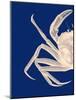 Contrasting Crab in Navy Blue a-Fab Funky-Mounted Art Print