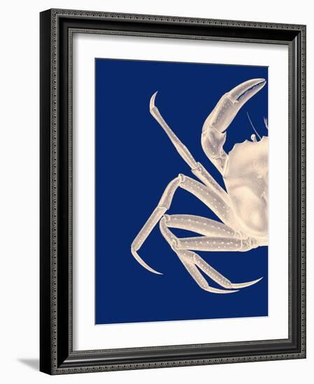 Contrasting Crab in Navy Blue a-Fab Funky-Framed Art Print