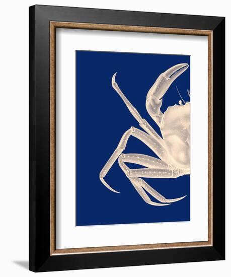 Contrasting Crab in Navy Blue a-Fab Funky-Framed Art Print