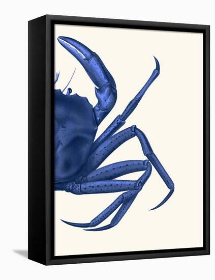 Contrasting Crab in Navy Blue b-Fab Funky-Framed Stretched Canvas