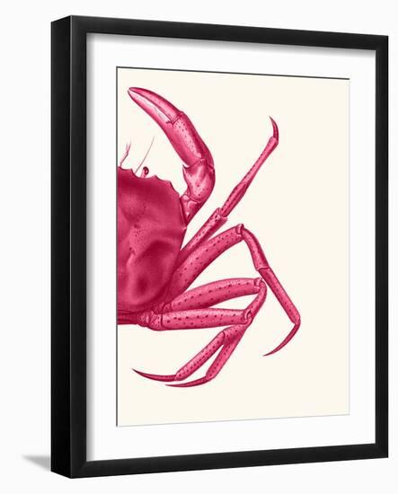 Contrasting Crab in Pink b-Fab Funky-Framed Art Print