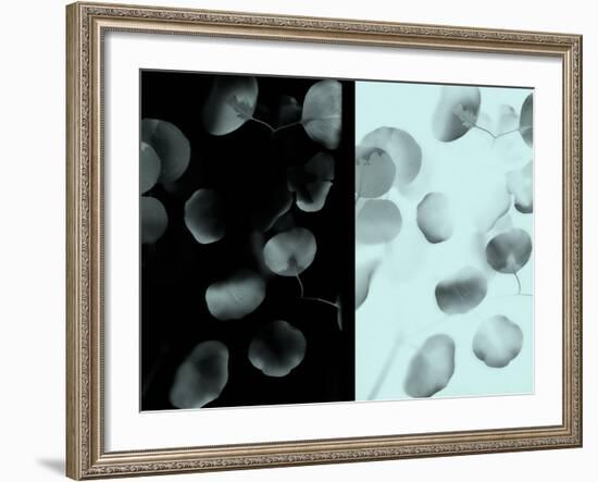 Contrasting Eucalyptus Leaves-Robert Cattan-Framed Photographic Print