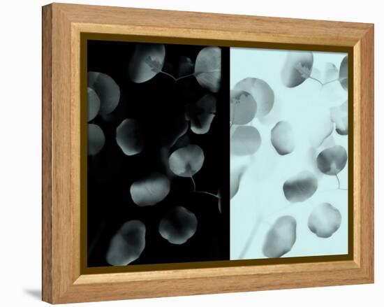 Contrasting Eucalyptus Leaves-Robert Cattan-Framed Premier Image Canvas