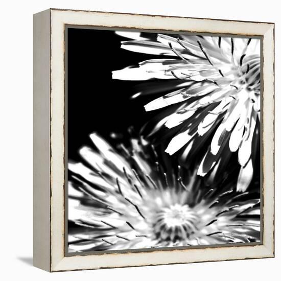 Contrastoflora I-Jean-François Dupuis-Framed Stretched Canvas