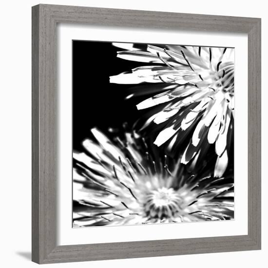 Contrastoflora I-Jean-François Dupuis-Framed Art Print