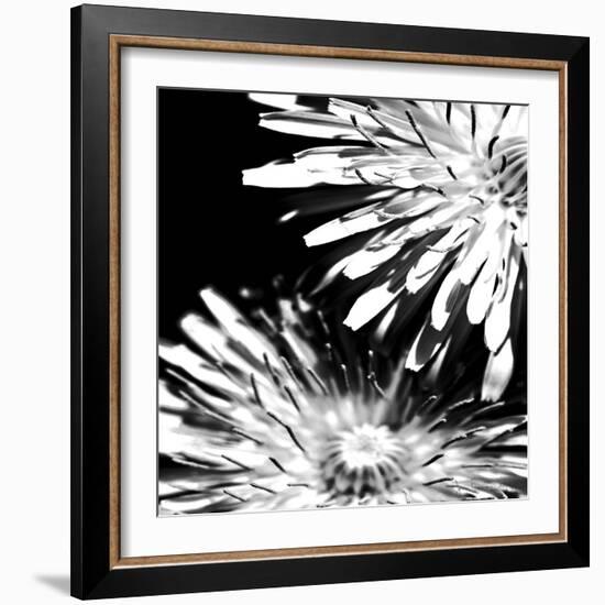 Contrastoflora I-Jean-François Dupuis-Framed Art Print