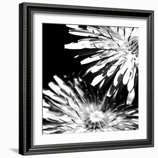 Contrastoflora I-Jean-François Dupuis-Framed Art Print