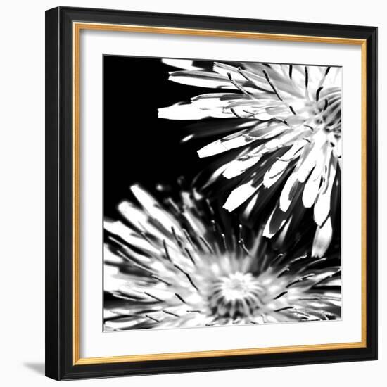 Contrastoflora I-Jean-François Dupuis-Framed Art Print