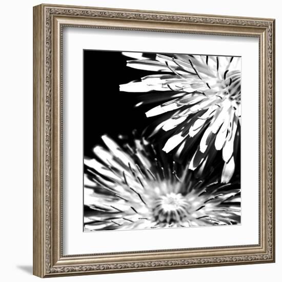 Contrastoflora I-Jean-François Dupuis-Framed Art Print