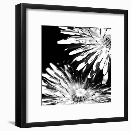 Contrastoflora I-Jean-François Dupuis-Framed Art Print