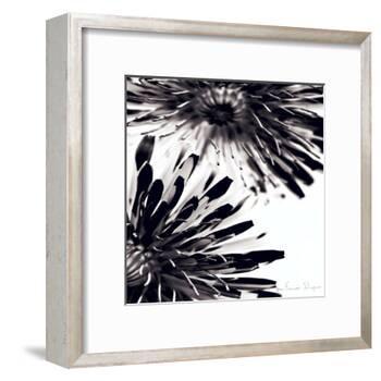 Contrastoflora II-Jean-François Dupuis-Framed Art Print