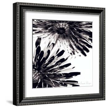 Contrastoflora II-Jean-François Dupuis-Framed Art Print
