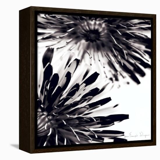 Contrastoflora II-Jean-François Dupuis-Framed Stretched Canvas