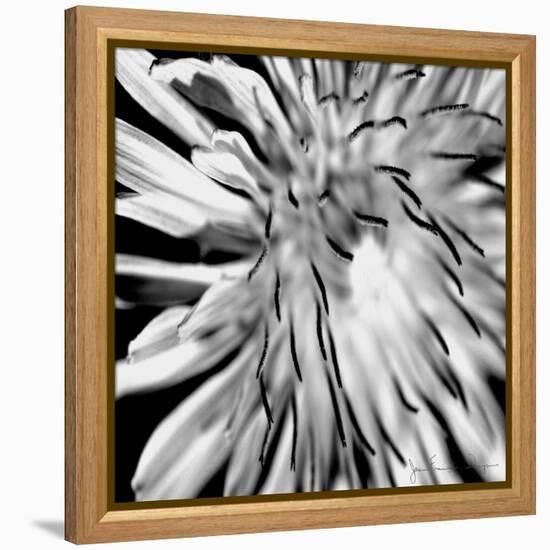 Contrastoflora III-Jean-François Dupuis-Framed Stretched Canvas