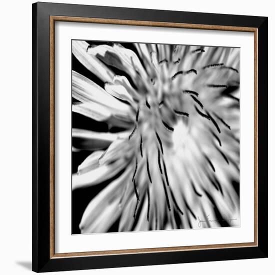 Contrastoflora III-Jean-François Dupuis-Framed Art Print