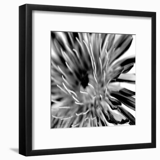 Contrastoflora IV-Jean-François Dupuis-Framed Art Print