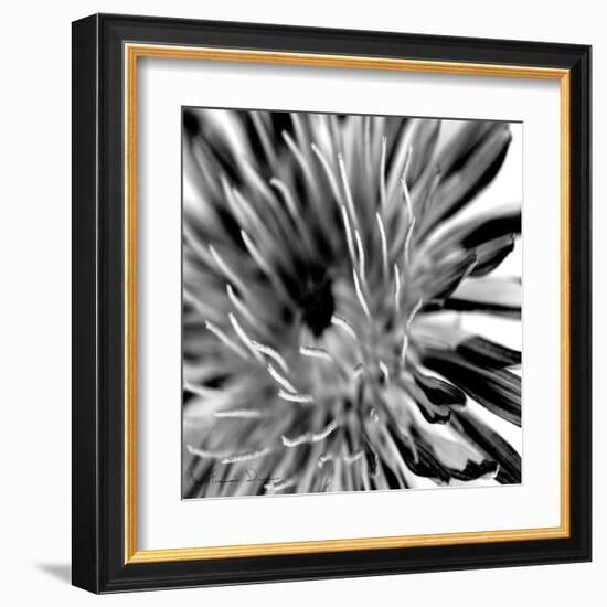 Contrastoflora IV-Jean-François Dupuis-Framed Art Print