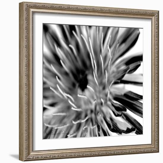 Contrastoflora IV-Jean-François Dupuis-Framed Art Print