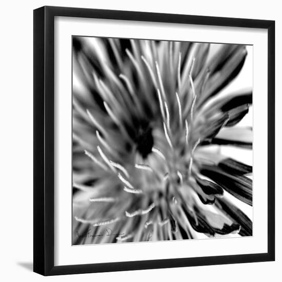 Contrastoflora IV-Jean-François Dupuis-Framed Art Print